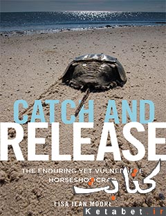 Catch and Release The Enduring Yet Vulnerable Horseshoe Crab