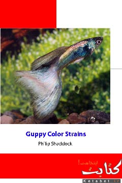 Guppy Color Strains